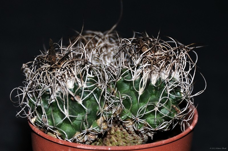 Turbinicarpus krainzianus 