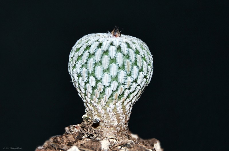 Turbinicarpus pseudopectinatus 