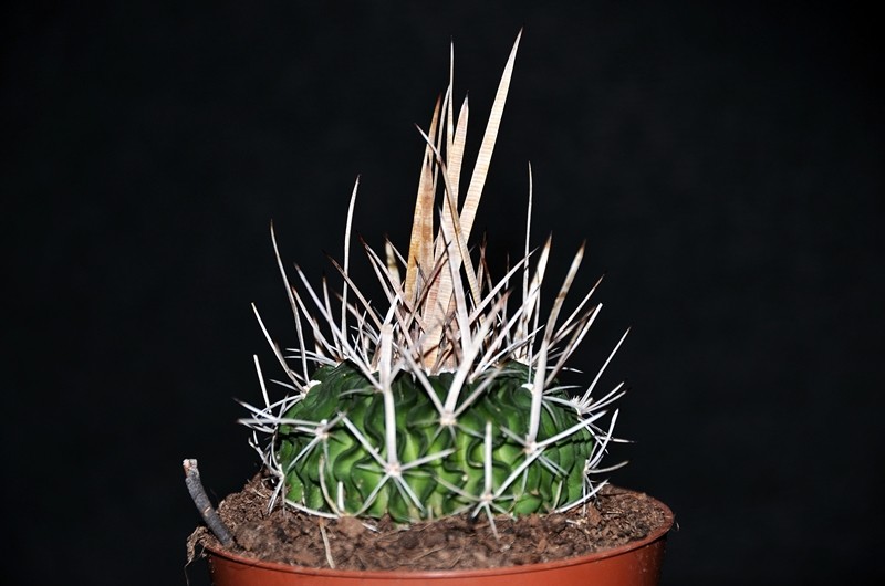 Echinofossulocactus lloydii 