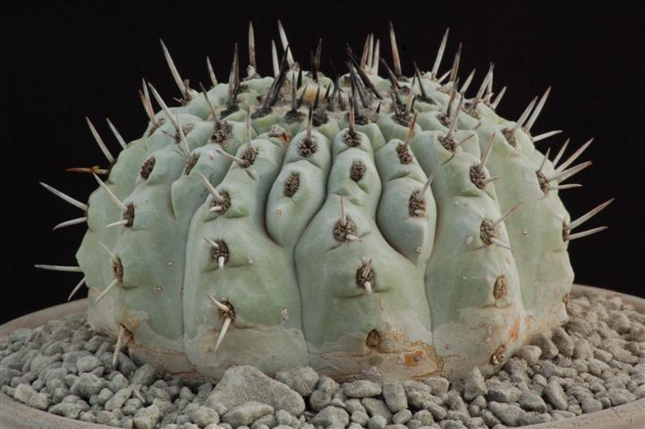 Copiapoa cinerea 