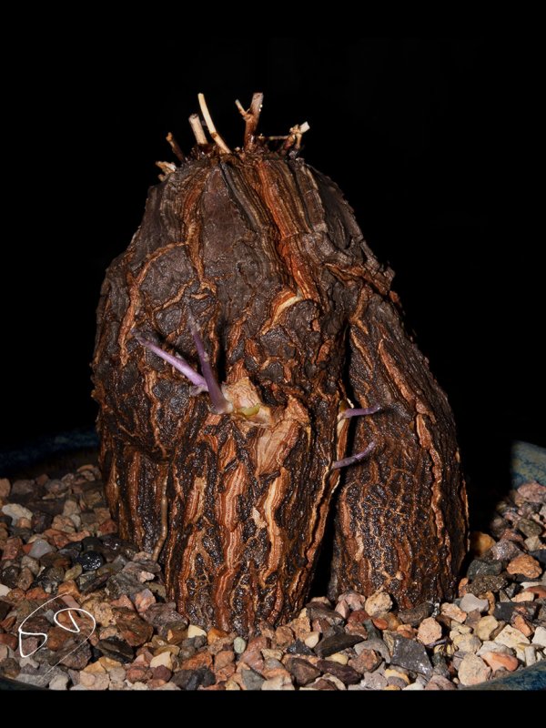 Dioscorea hemicrypta 