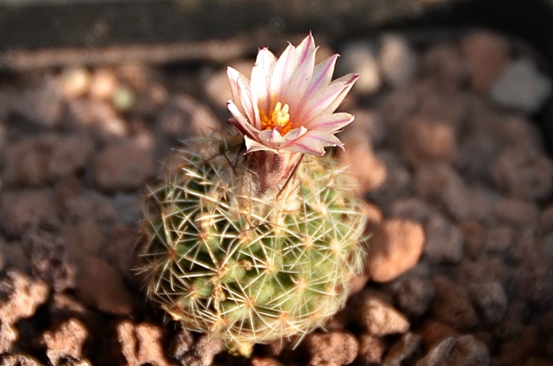 Turbinicarpus saueri ssp. nelissae 