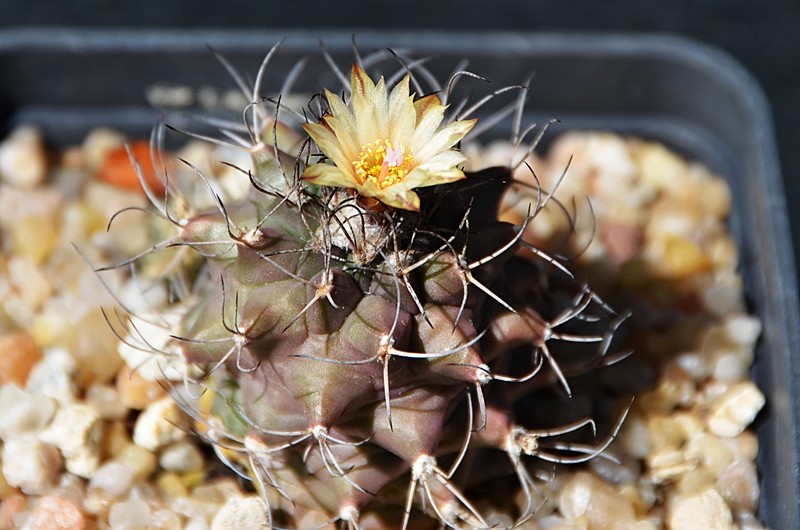 Turbinicarpus swobodae 