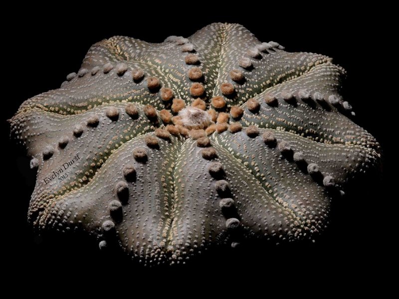 Astrophytum asterias cv. star shape 