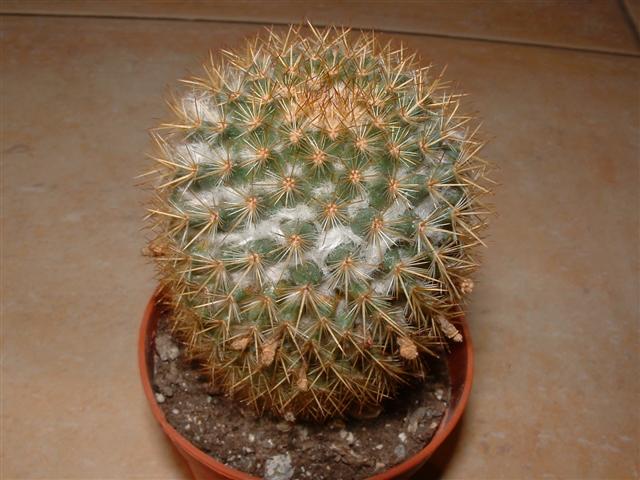  Mammillaria columbiana ssp. columbiana 