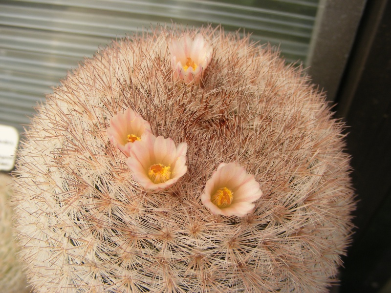 mammillaria candida ssp. menchacaensis