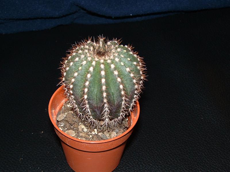  uebellamannia pectinifera (regalino di patra) 
