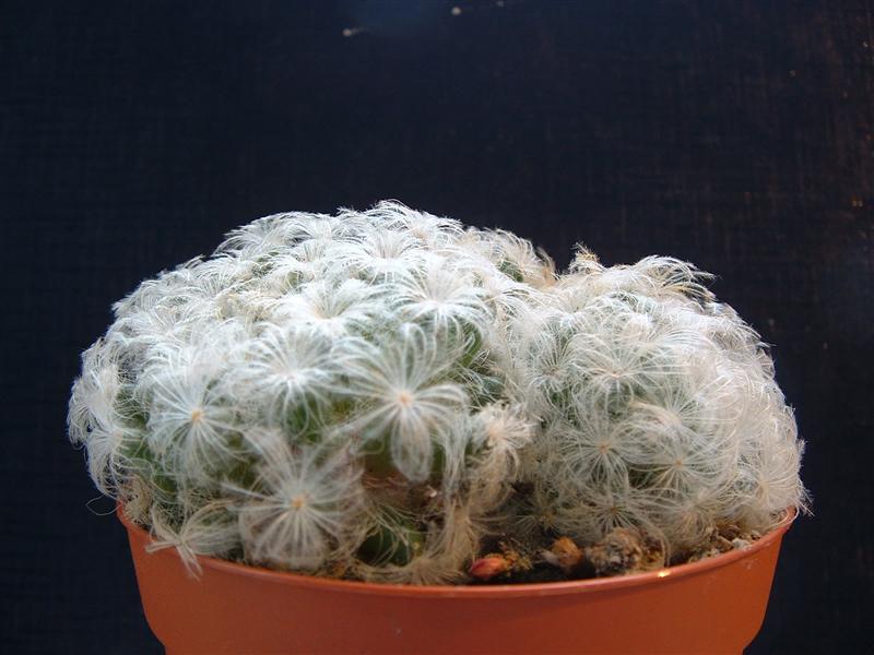 Mammillaria plumosa 