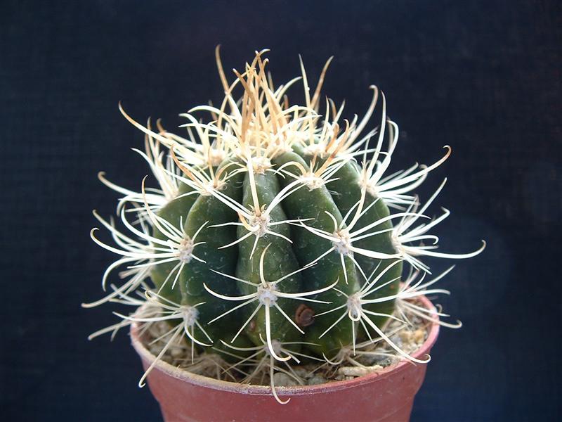 Coleocephalocereus goebelianus 