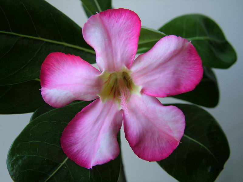 adenium obesum 