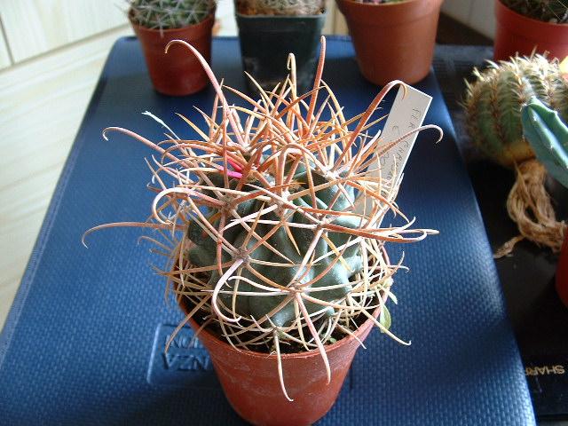 Ferocactus chrysacanthus 