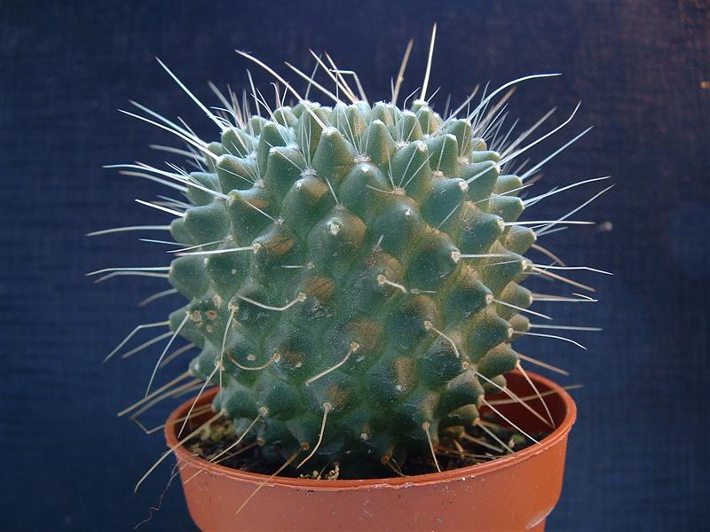 Mammillaria spinosissima cv. Un Pico 