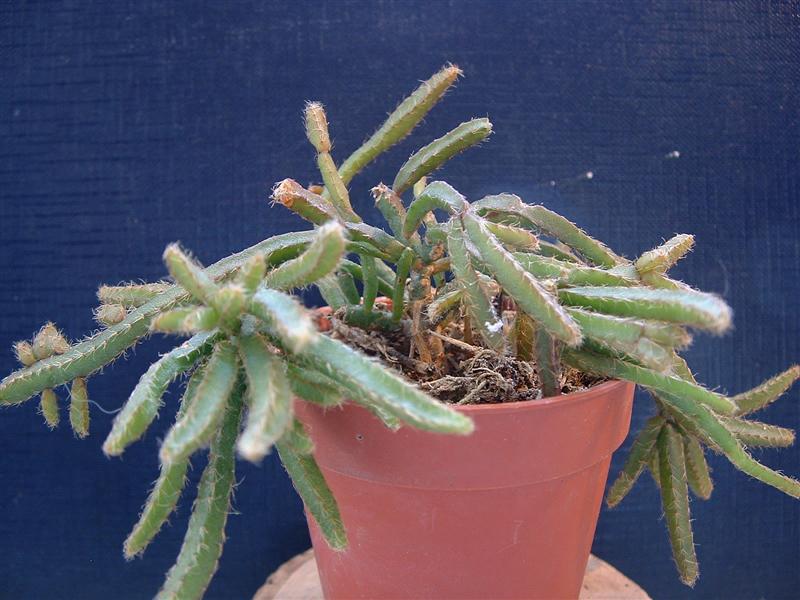 rhipsalis sp.