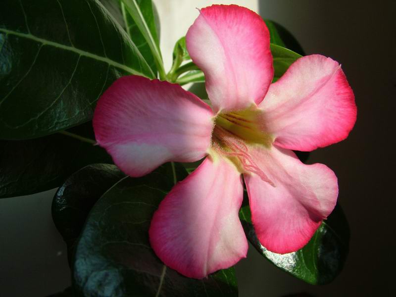 Adenium obesum 