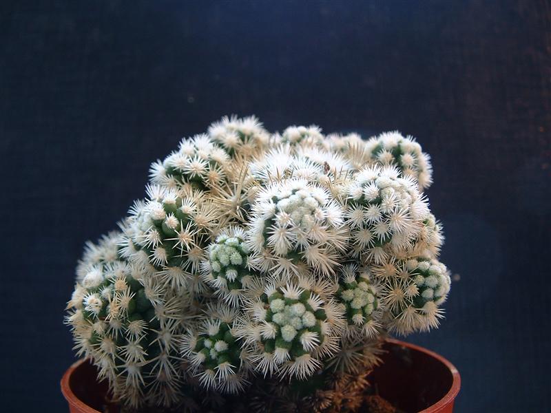 Mammillaria gracilis cv. arizona snowcap 