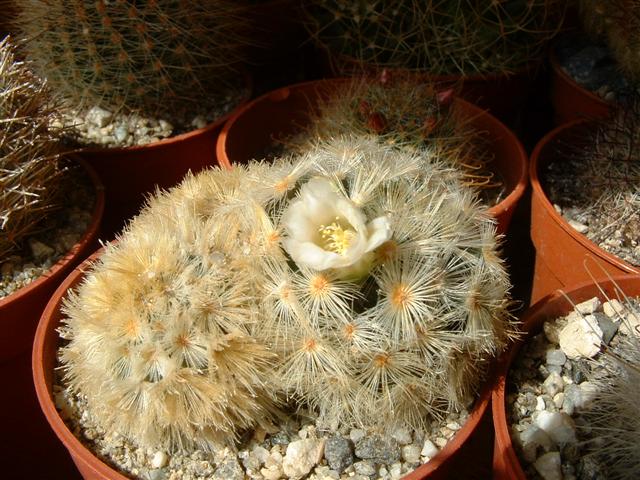 Mammillaria carmenae 