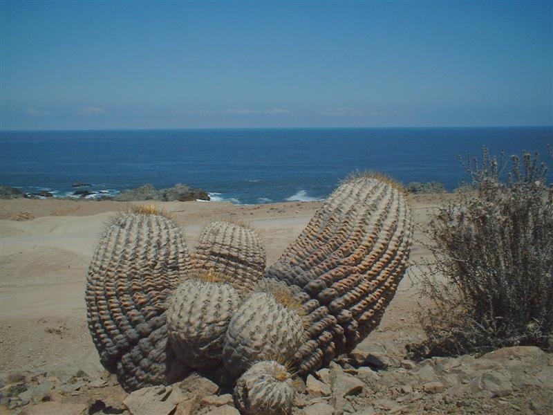 Copiapoa cinerea 