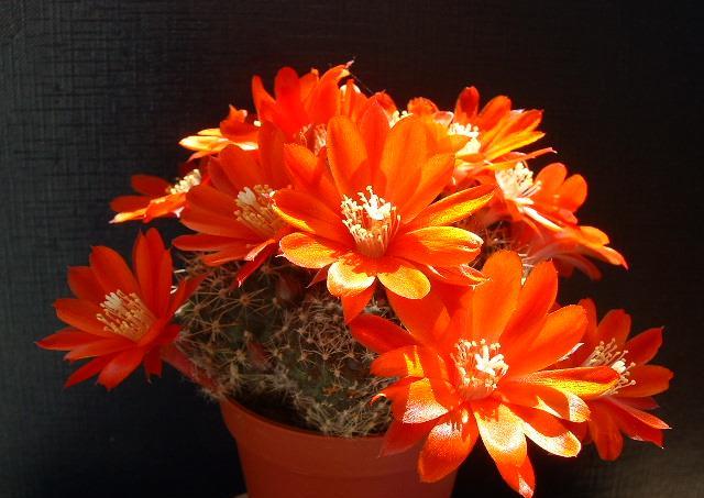 Rebutia fiebrigii 