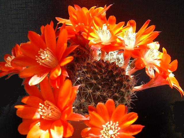 Rebutia fiebrigii 