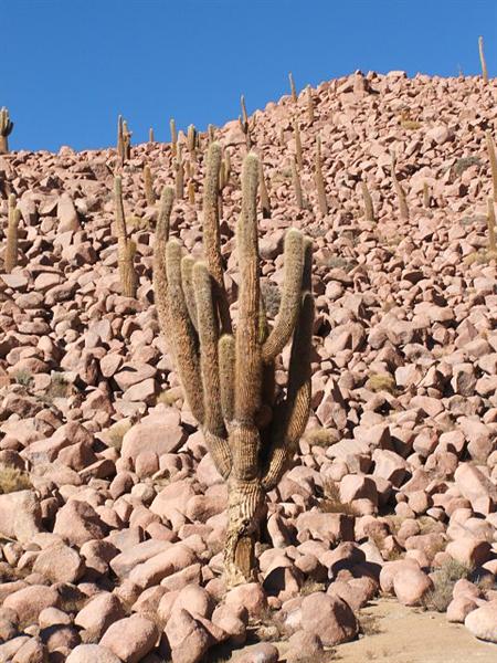 Echinopsis atacamensis 