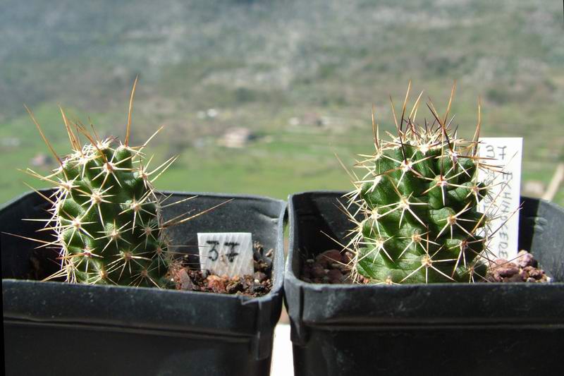 echinocereus fendleri