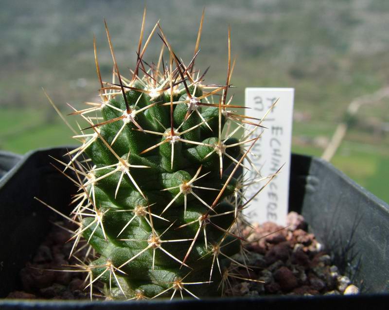Echinocereus fendleri SB 134