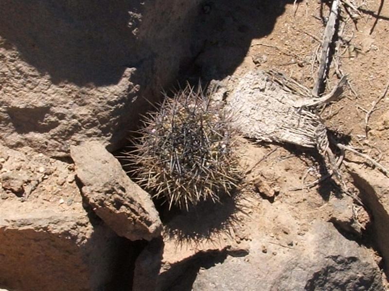 Copiapoa humilis ssp. tocopillana 