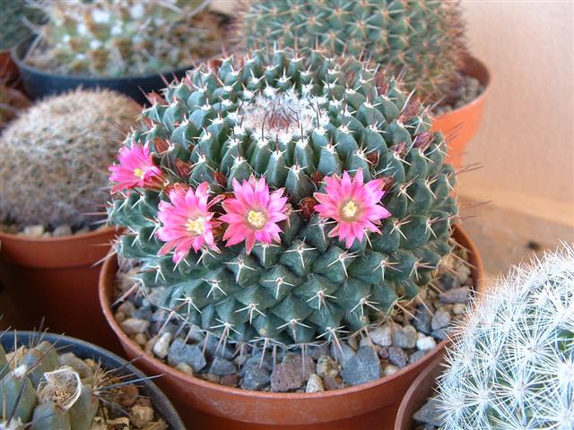 Mammillaria mystax 