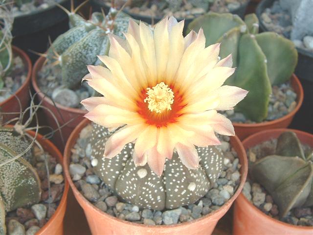 Astrophytum asterias 