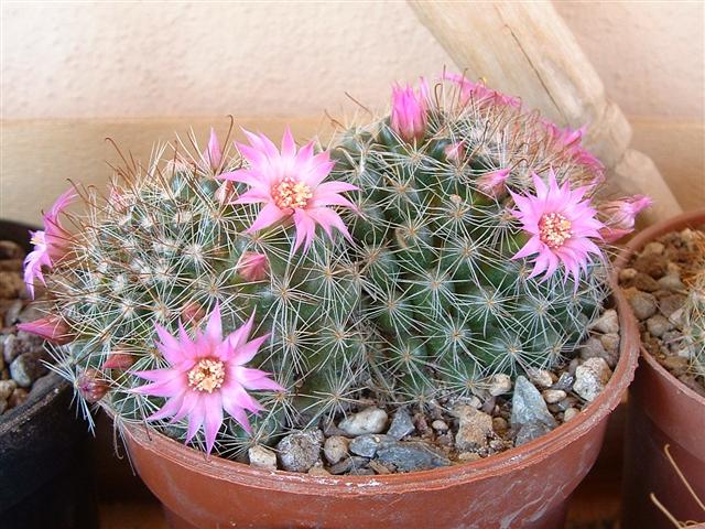 Mammillaria zeilmanniana 