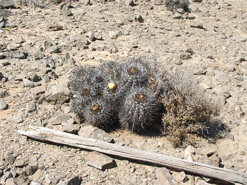 Copiapoa atacamensis 