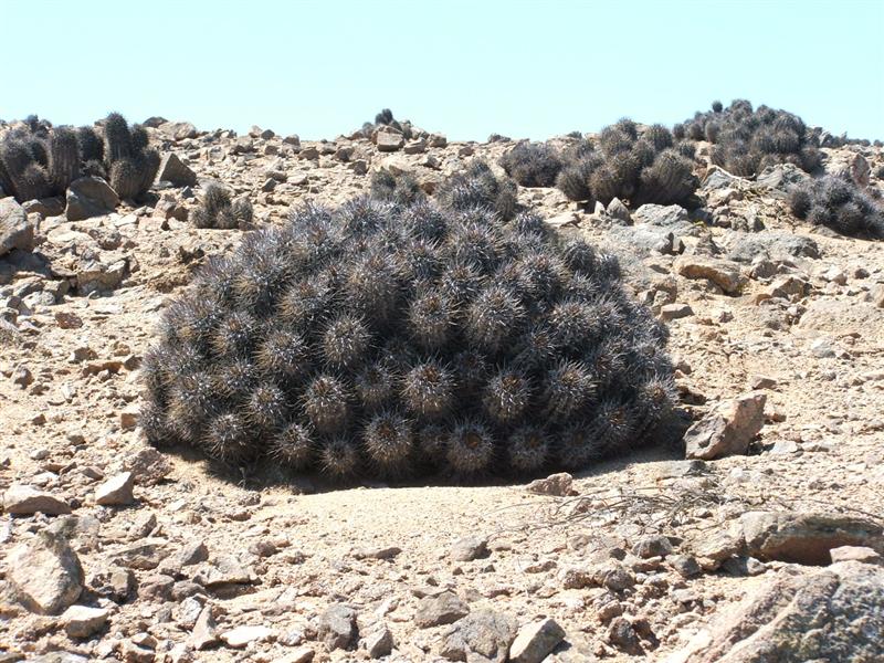 Copiapoa atacamensis 