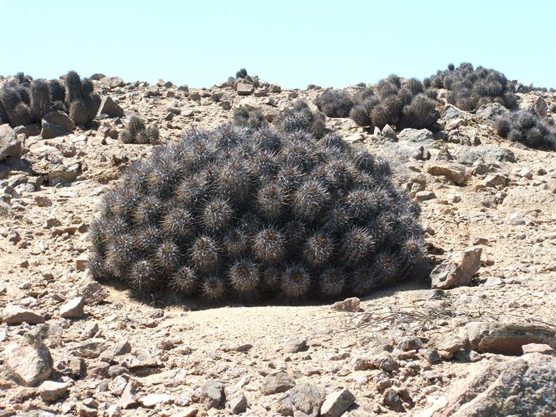 COPIAPOA ATACAMENSIS 