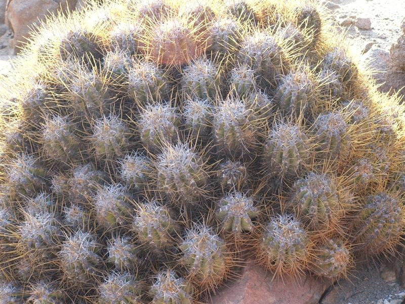 Copiapoa solaris 