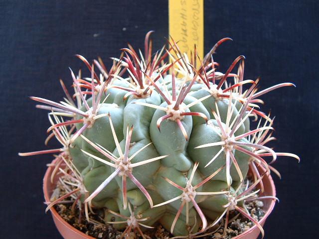 Ancistrocactus crassihamatus 