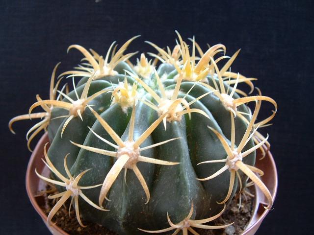 Ferocactus latispinus v. flavispinus 