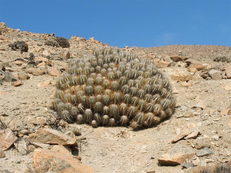 COPIAPOA SOLARIS 