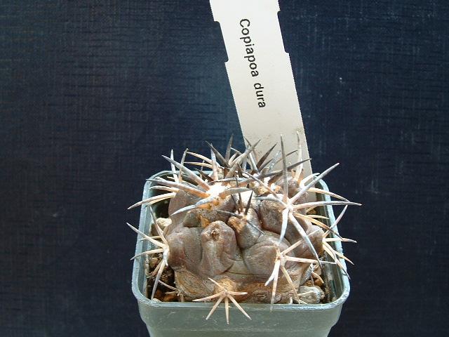 Copiapoa dura 