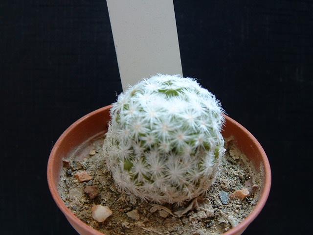 Mammillaria humboldtii 