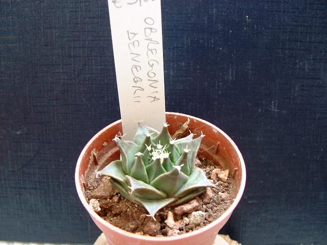 Obregonia denegrii 