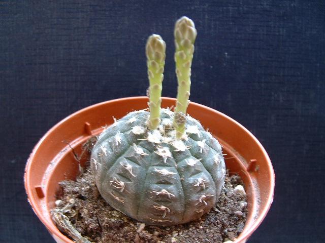 Gymnocalycium ragonesei 