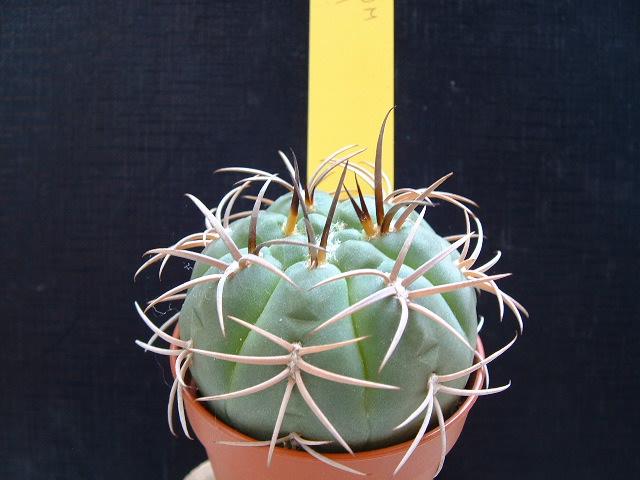 gymnocalycium hybopleurum