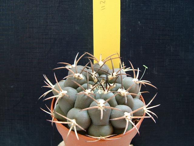 Gymnocalycium schickendantzii 