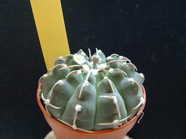 Gymnocalycium vatteri 