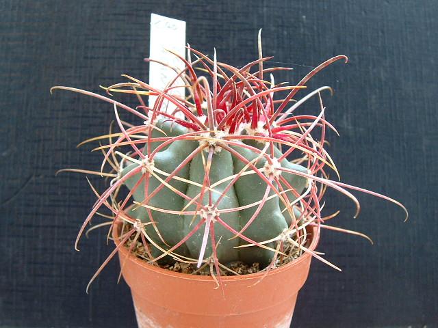 Ferocactus acanthodes 