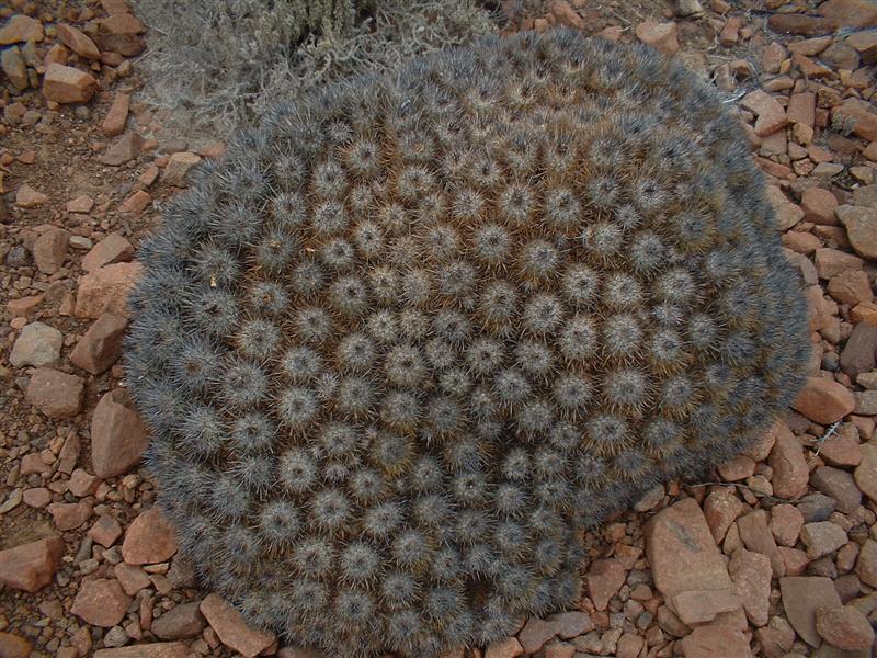 Copiapoa rupestris ssp. desertorum 