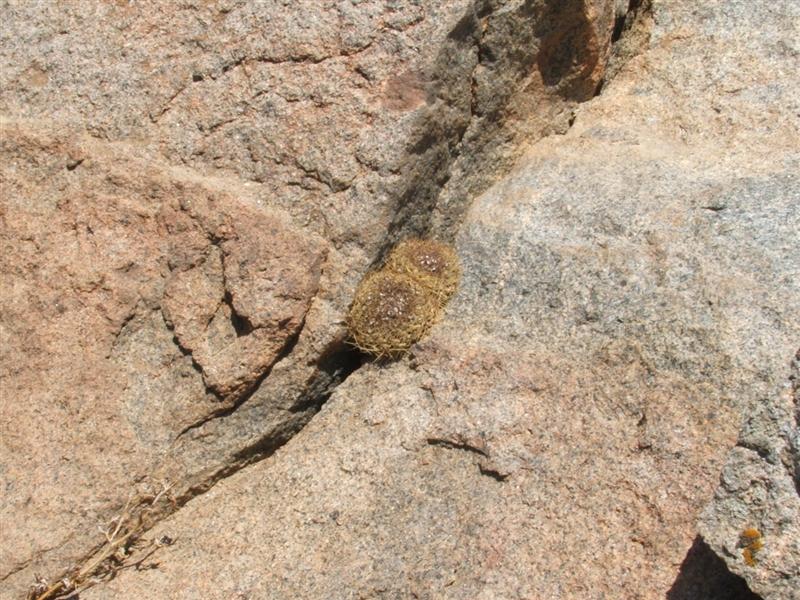 Copiapoa humilis ssp. tenuissima 