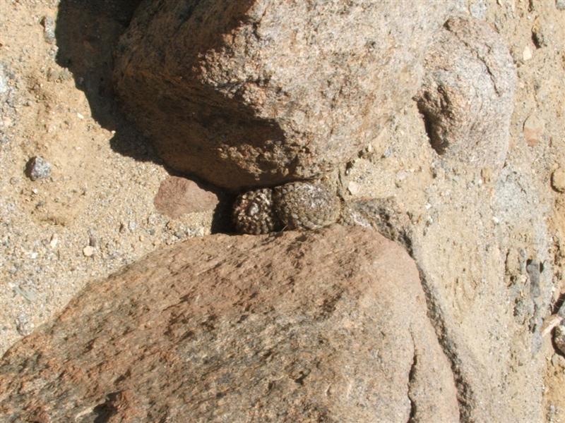 COPIAPOA HUMILIS ssp. TENUISSIMA 