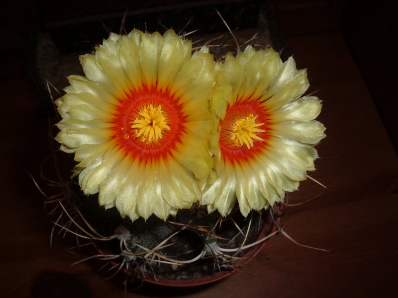 Astrophytum capricorne 