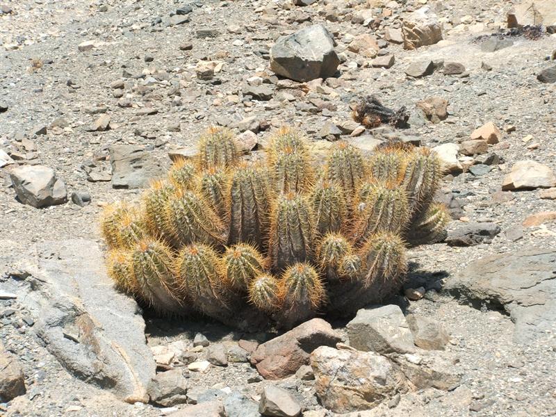 COPIAPOA SOLARIS v. luteispina 